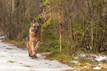 Cheerful German Shepherd dog runs in the spring forest with a stick in the teeth