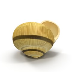 Spiral shell isolated on white. 3D illustration
