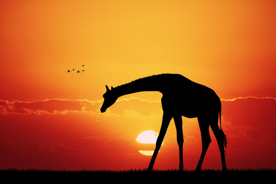 giraffe in African landscape at sunset