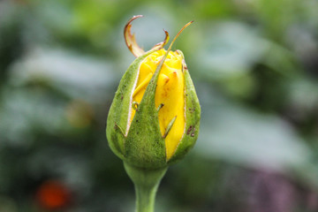 A bud of a yellow rose.