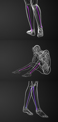 3d rendering medical illustration of the fibula bone