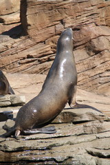 otarie en séance de jeux