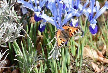 Ein Schmetterling hat eine blühende Blume die Zwerg Iris gefunden und freut sich über den Nektar.
