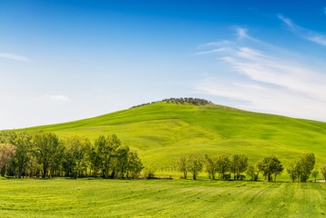 Trees in Tuscany. Countryside view in spring season