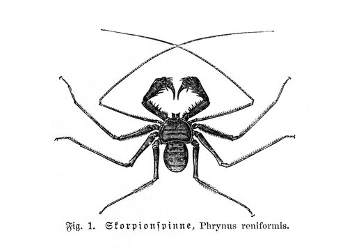 Tailless whip scorpion (Phrynus reniformis) (from Meyers Lexikon, 1895, 7/664)
