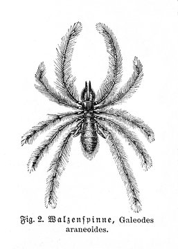 Sun spider species Galeodes araneoides (from Meyers Lexikon, 1895, 7/664)
