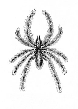 Sun spider species Galeodes araneoides (from Meyers Lexikon, 1895, 7/664)
