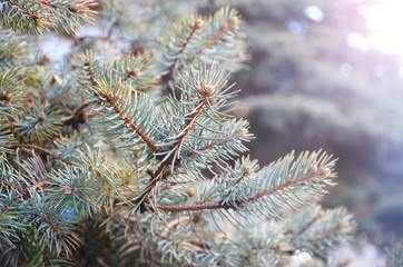 Coniferous trees branches, macro foto.