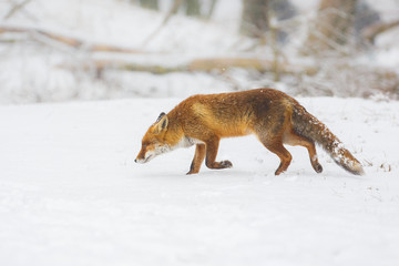 Fototapeta na wymiar red fox in a winter landscape