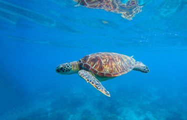Sea turtle in water. Underwater photo with tortoise.