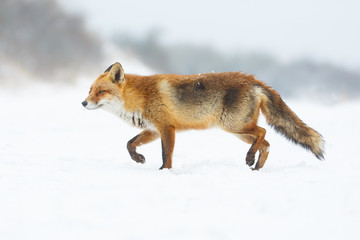 Fototapeta premium red fox in a winter landscape
