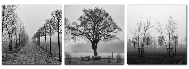 triptych - trees in morning fog - monochrom