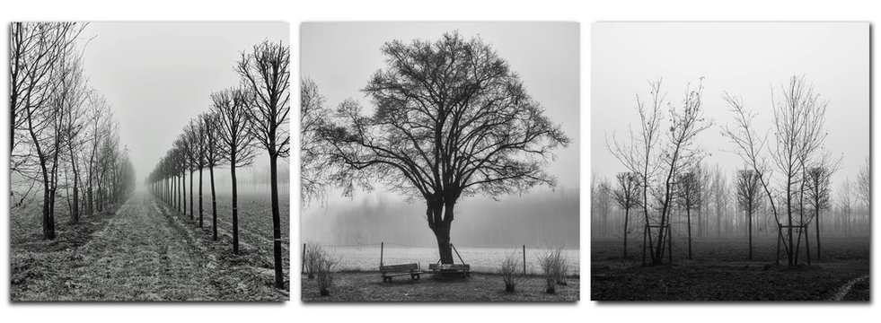 Fototapeta triptych - trees in morning fog - monochrom