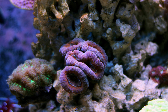Colorful Lobophyllia LPS coral