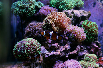 Ocellaris Clownfish - The real Nemo
