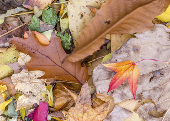 Autumn leaves forest floor