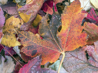 Autumn leaves forest floor