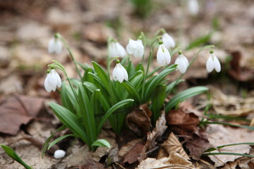 Flowering snowdrops in spring forest. (Galanthus nivalis)