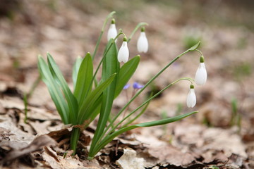 Flowering snowdrops in spring forest. (Galanthus nivalis)