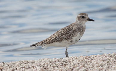 Black-Bellied Plover