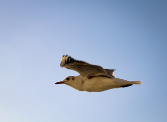 Fliegende Möwe