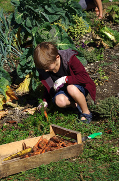 jardinage - enfant récoltant des carottes au potager