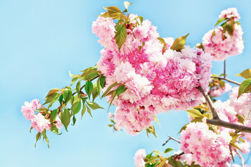 Lush flowering branch with pink cherry blossoms against a bright blue sky. Spring flowering.
