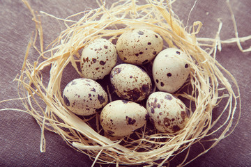 Naklejka na ściany i meble Quail eggs in a nest. Tinted photo