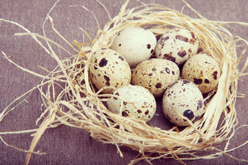 Obraz premium Quail eggs in a nest. Macro view
