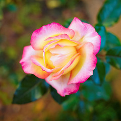 colorful single  rose closeup in the garden, strong bokeh