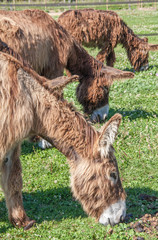 Anes du Poitou - Equus asinus - en train de brouter