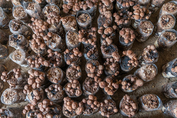 Shiitake mushroom for cooking, especially Chinese and Japanese. Medicinal properties have anti cancer agent reduce fat in the blood and anti virus colds