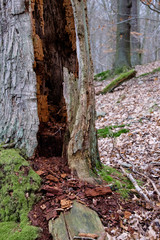 morscher hohler Baum