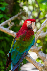 Parrot in Bali Island Indonesia