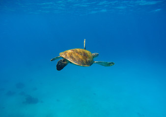Sea turtle in water with dark blue background. Underwater photography of wild oceanic animal