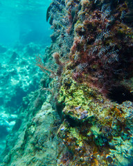 Plakat colorful reef and blue-green sea, underwater scene