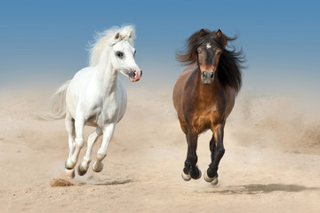 Two beautiful pony run fast in desert dust
