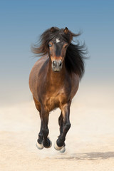 Obraz na płótnie Canvas Bay beautiful pony with long mane run fast in dust
