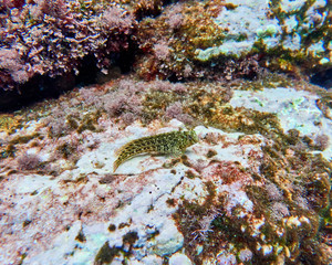 small goby fish, underwater scene