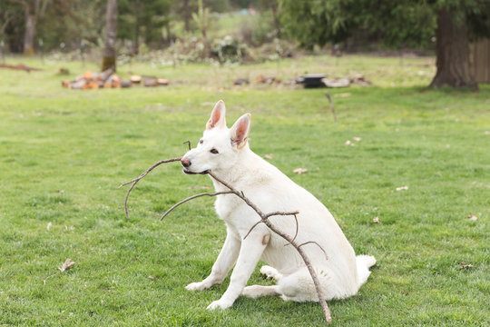 White shepherd dog carrying a large stick in its mouth. Dog is sitting in a large green lawn in warm weather.