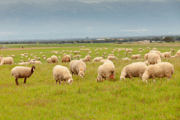 Obraz premium Flock of sheep grazing in a meadow