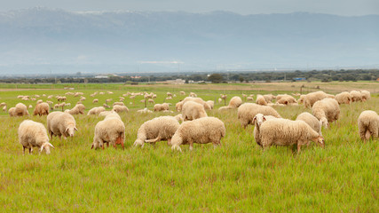 Flock of sheep grazing in a meadow