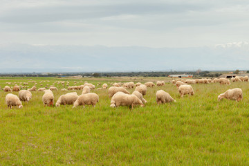 Flock of sheep grazing in a meadow