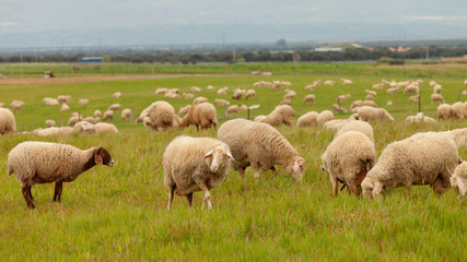 Flock of sheep grazing in a meadow