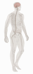 Nervous system vector.