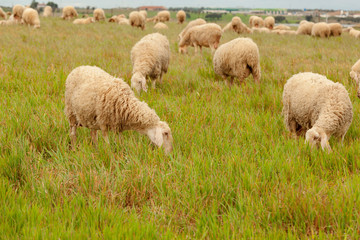 Flock of sheep grazing in a meadow
