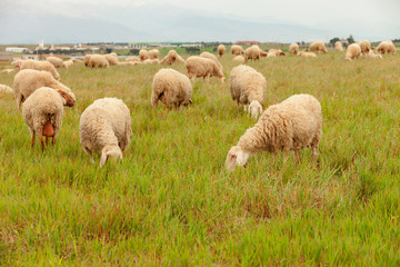 Obraz na płótnie Canvas Flock of sheep grazing in a meadow
