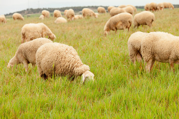 Flock of sheep grazing in a meadow