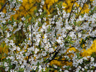 branch with white flowers