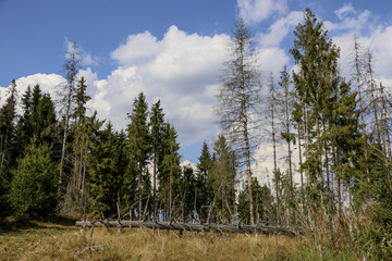 Mysterious autumn forest